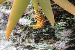 Oberonia brunoniana